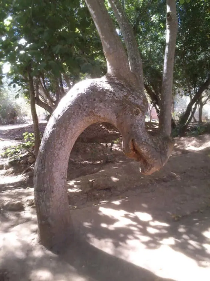 Trees That Look Like Something Else dragon