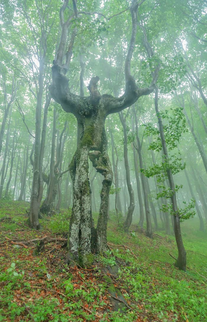 Trees That Look Like Something Else ent