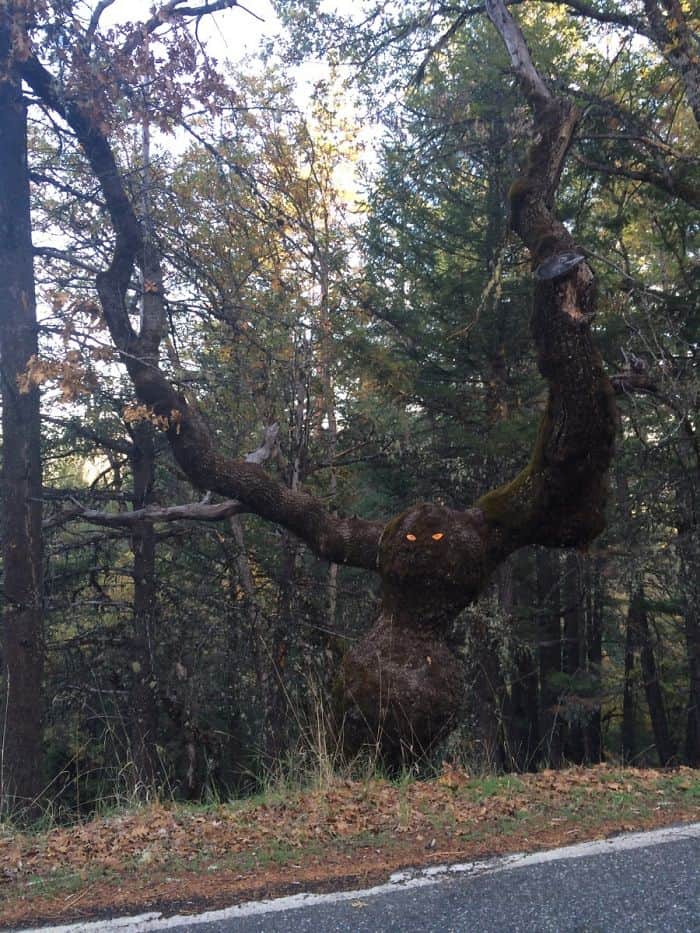 Trees That Look Like Something Else eyes