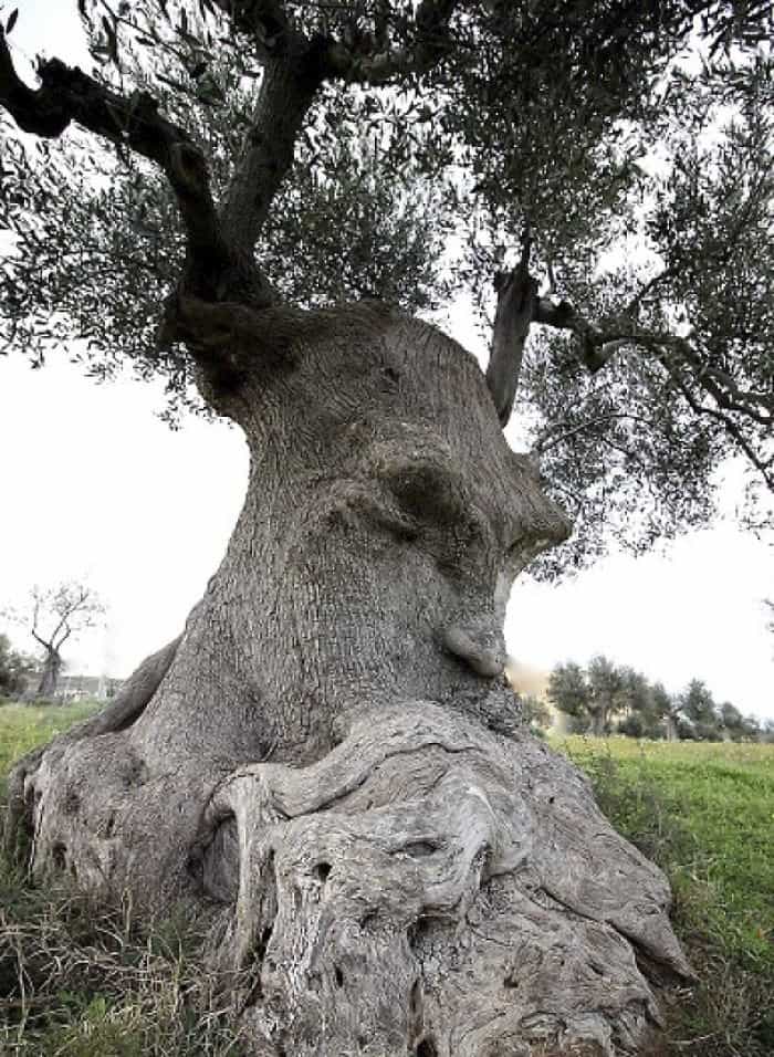 Trees That Look Like Something Else face with a beard