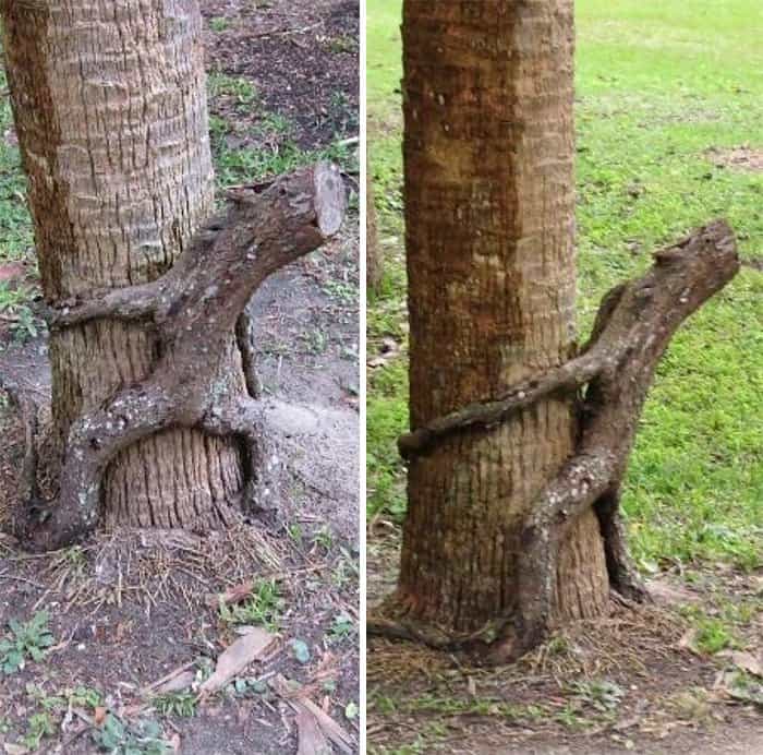 Trees That Look Like Something Else hugging