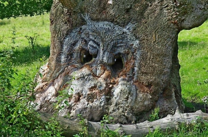 Trees That Look Like Something Else owl