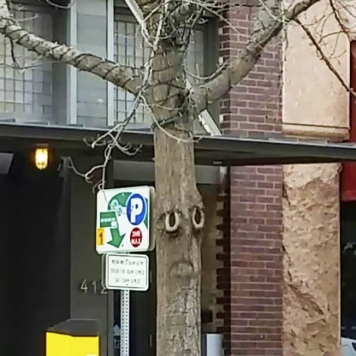 Trees That Look Like Something Else sad