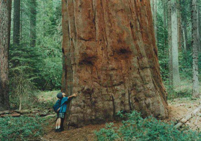 Trees That Look Like Something Else smiling