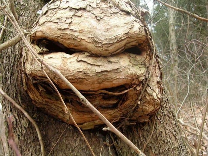 Trees That Look Like Something Else teenage mutant ninja