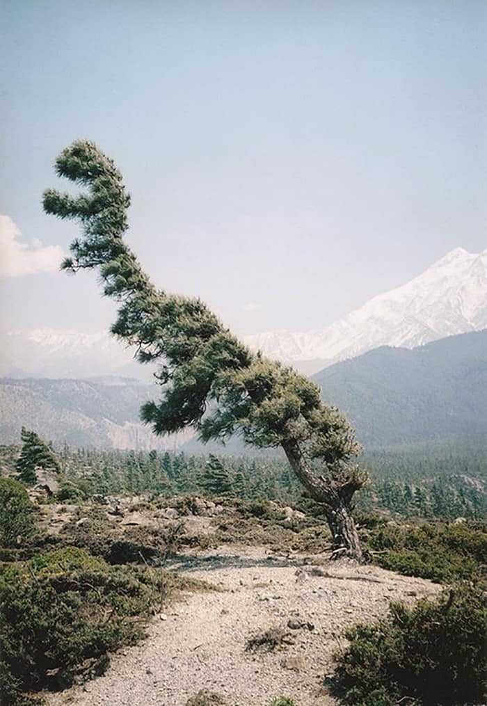 Trees That Look Like Something Else tree rex