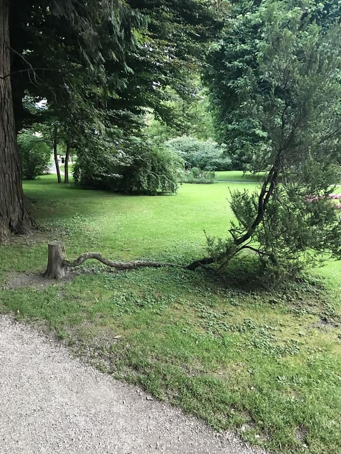 Trees That Refused To Die chopped