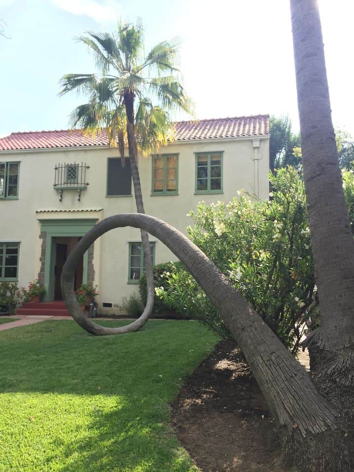 Trees That Refused To Die curved palm