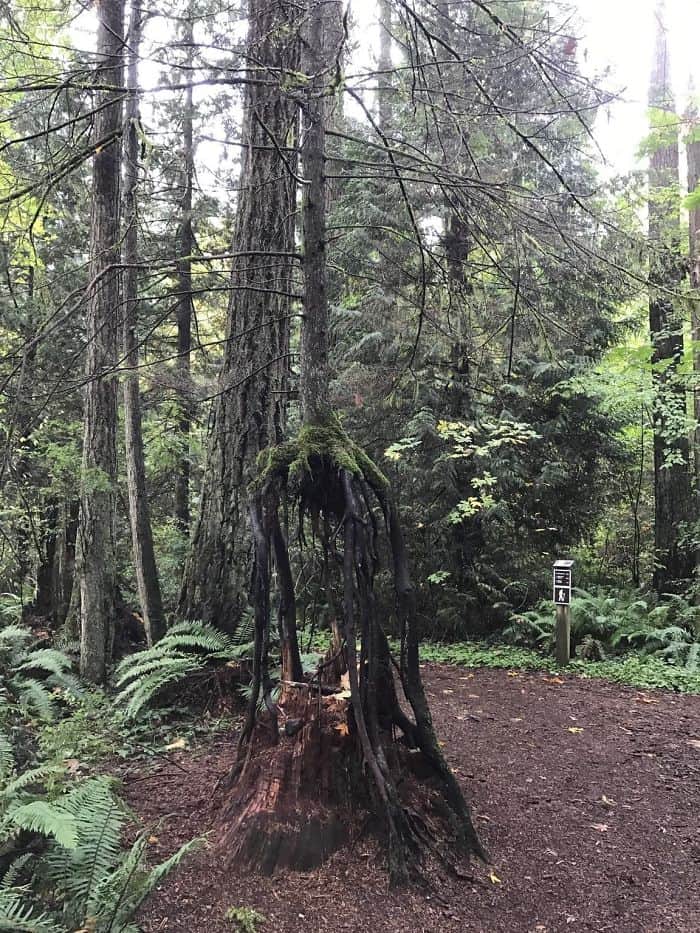 Trees That Refused To Die dead stump