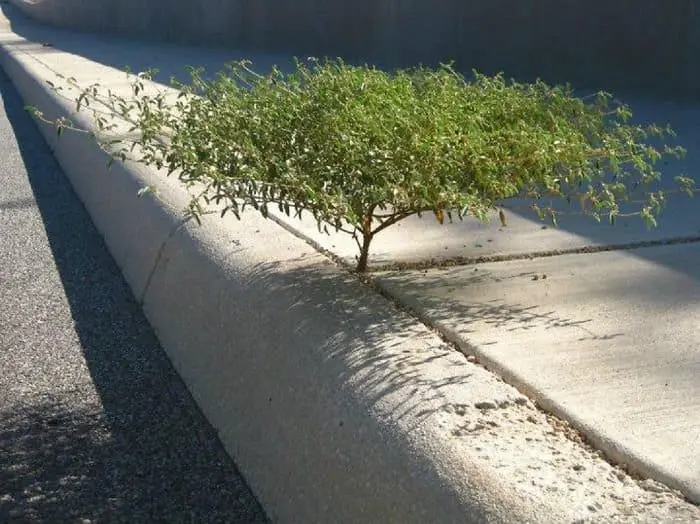 Trees That Refused To Die growing through cracks