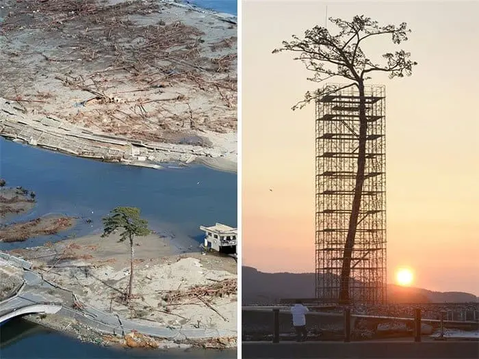 Trees That Refused To Die only tree that survived the tsunami