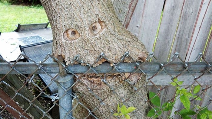 Trees That Refused To Die tree eating fence
