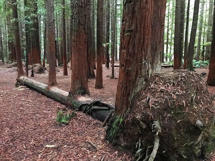 Trees That Refused To Die tree fell over grew 4 mroe