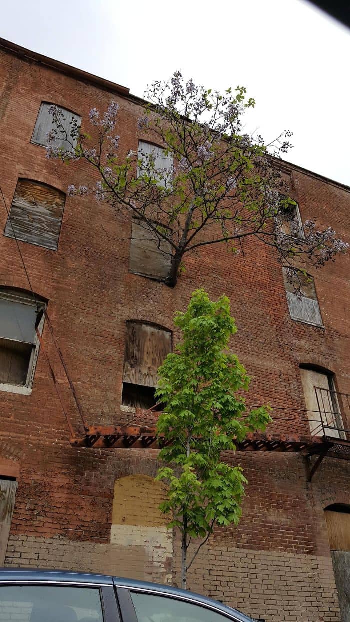 Trees That Refused To Die tree grew out window