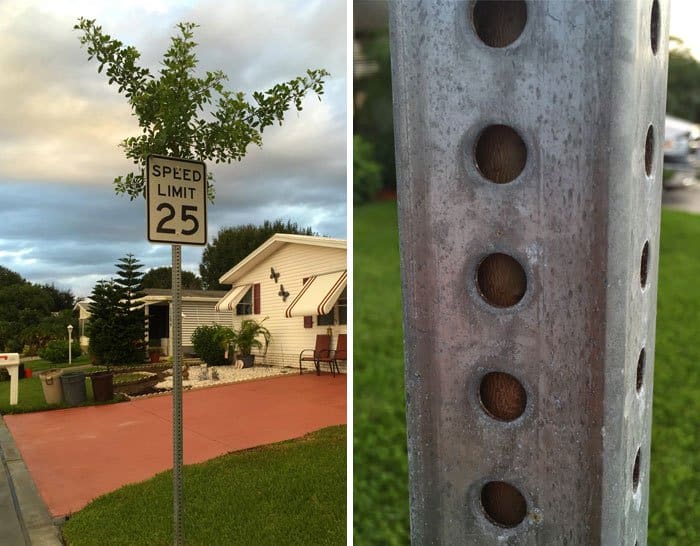 Trees That Refused To Die tree growing in speed sign