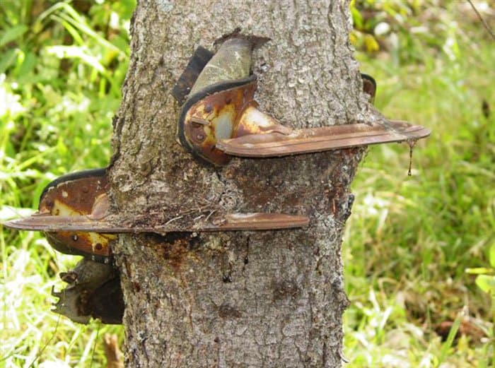 Trees That Refused To Die tree ice skates