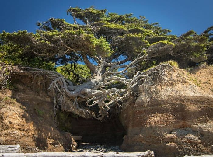 Trees That Refused To Die tree of life