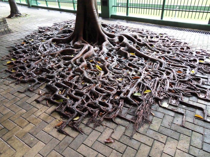 Trees That Refused To Die tree roots