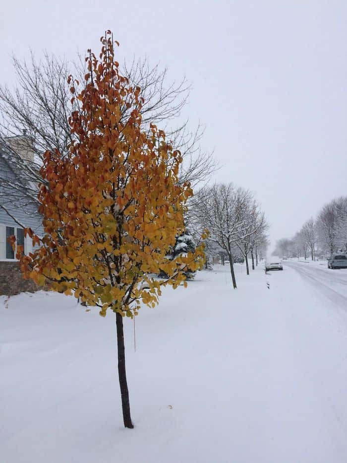 Trees That Refused To Die wont accept winter