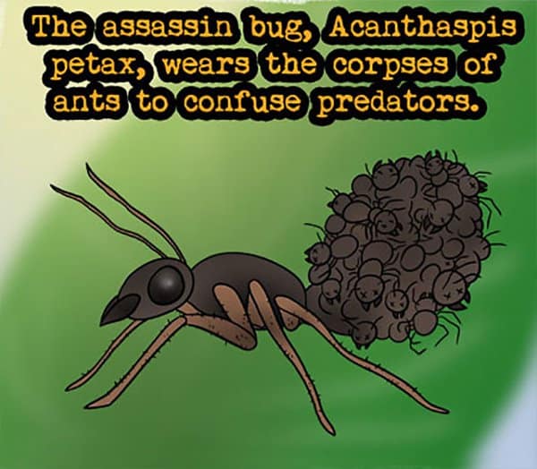 Weird Animal Facts assasin bug