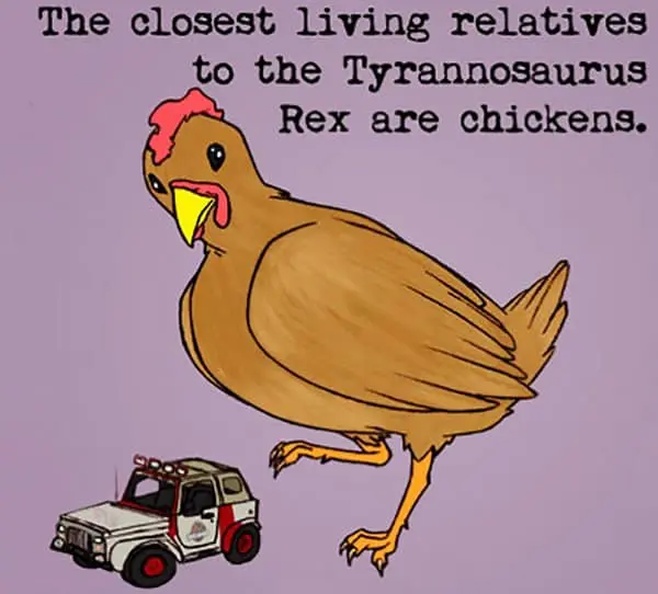 Weird Animal Facts chickens