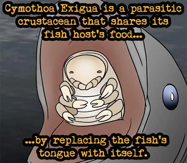 Weird Animal Facts cymothoa exigua