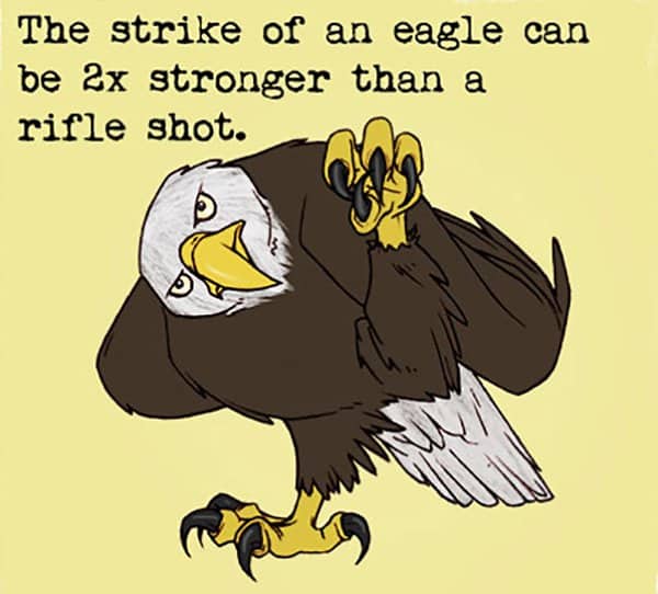 Weird Animal Facts eagle strike