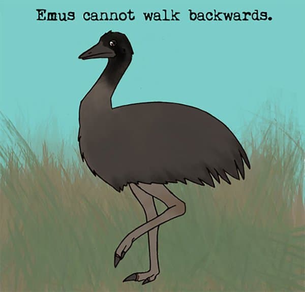 Weird Animal Facts emus