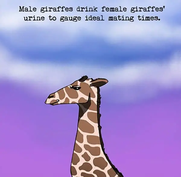 Weird Animal Facts giraffes