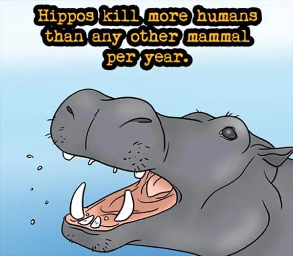 Weird Animal Facts hippos kill more humans