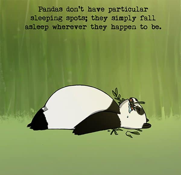 Weird Animal Facts pandas dont have any particular sleeping spots