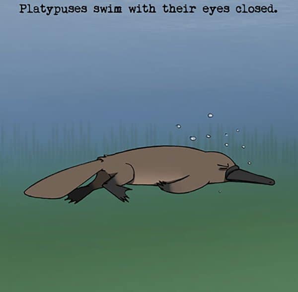 Weird Animal Facts platypuses