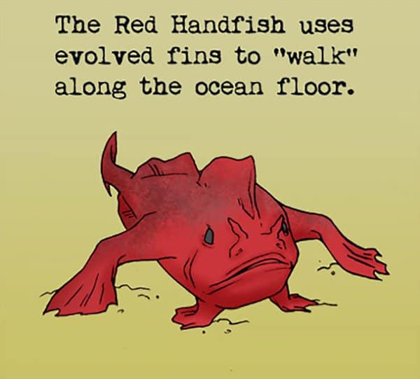 Weird Animal Facts red handfish