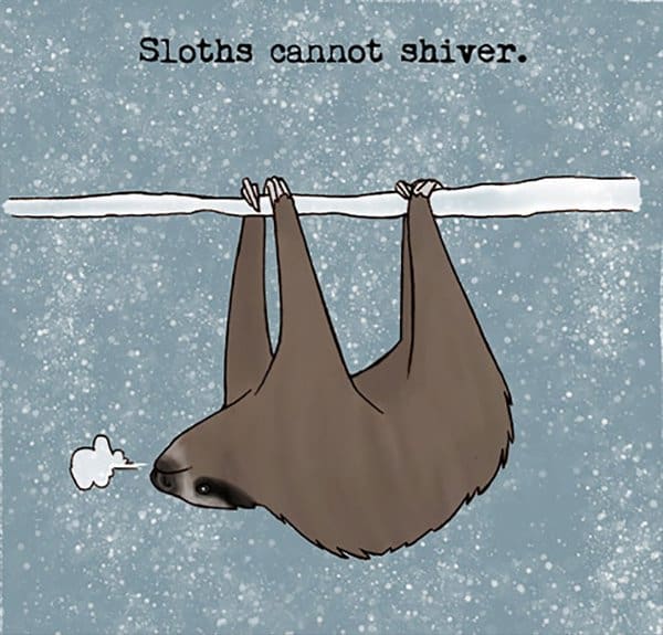 Weird Animal Facts sloths cannot shiver