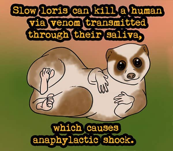 Weird Animal Facts slow loris