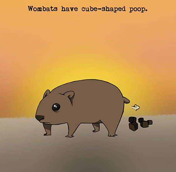 Weird Animal Facts wombat poo