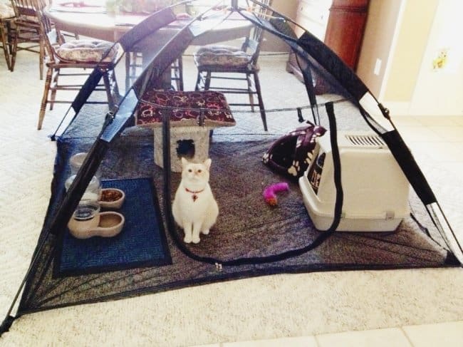 Why Moms Are The Best cat prison tent