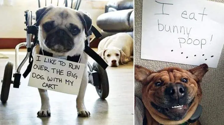 naughty-dogs-being-shamed