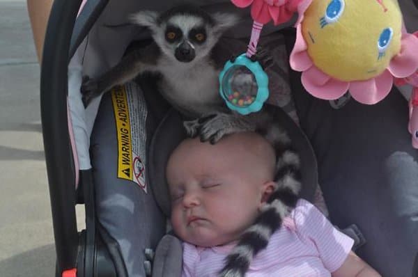 parents-are-posting-their-most-epic-fails lemur on your baby