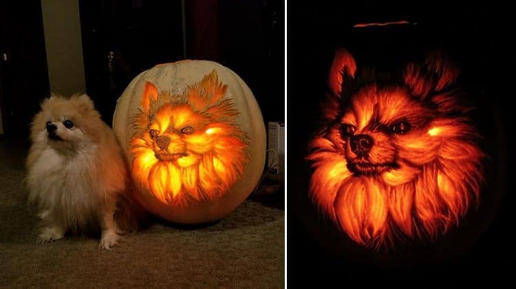 pumpkin-pomeranian-dog-o-lantern