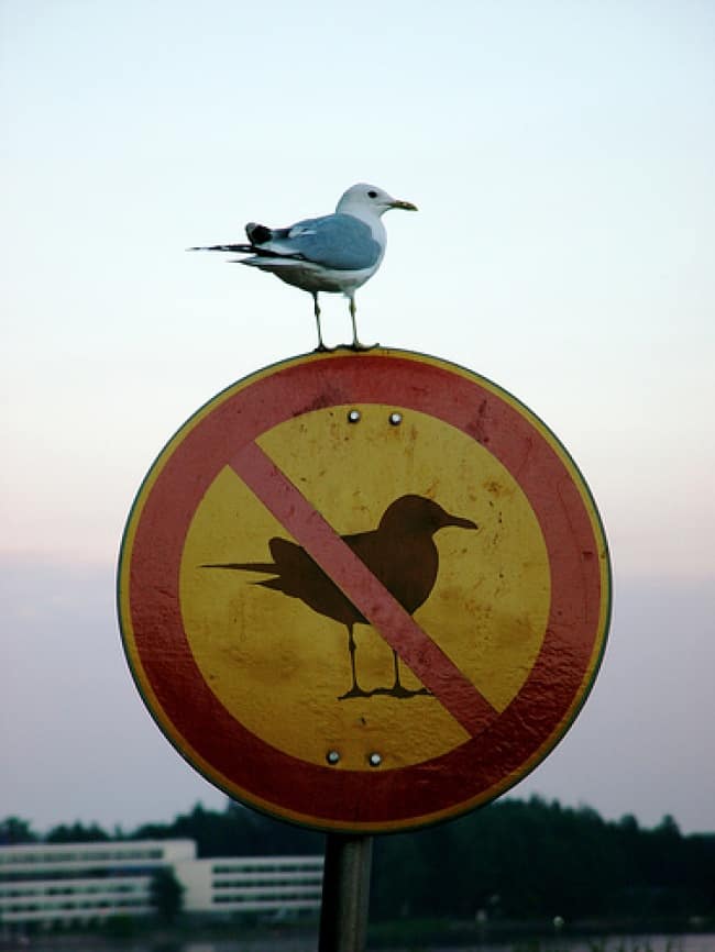 Anarchists Who Do Not Care bird on bird sign