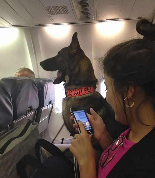 Animals On Flights bomb dog