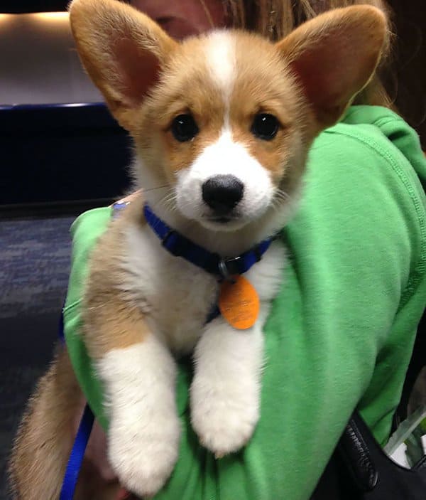 Animals On Flights cute little guy