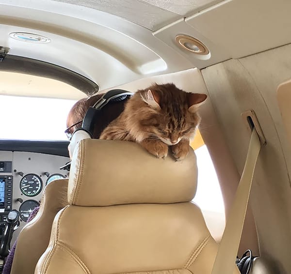 Animals On Flights desmond cat sleeping