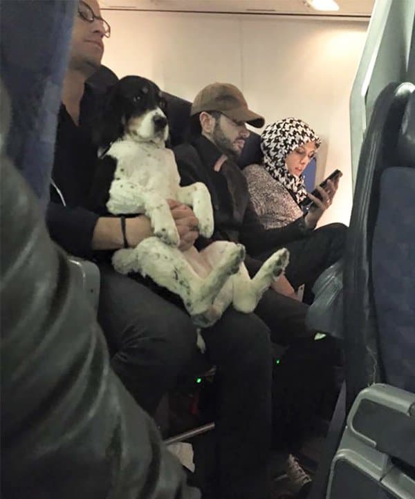 Animals On Flights dog sitting