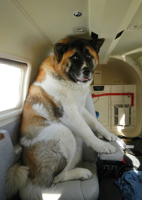 Animals On Flights rockys first flight