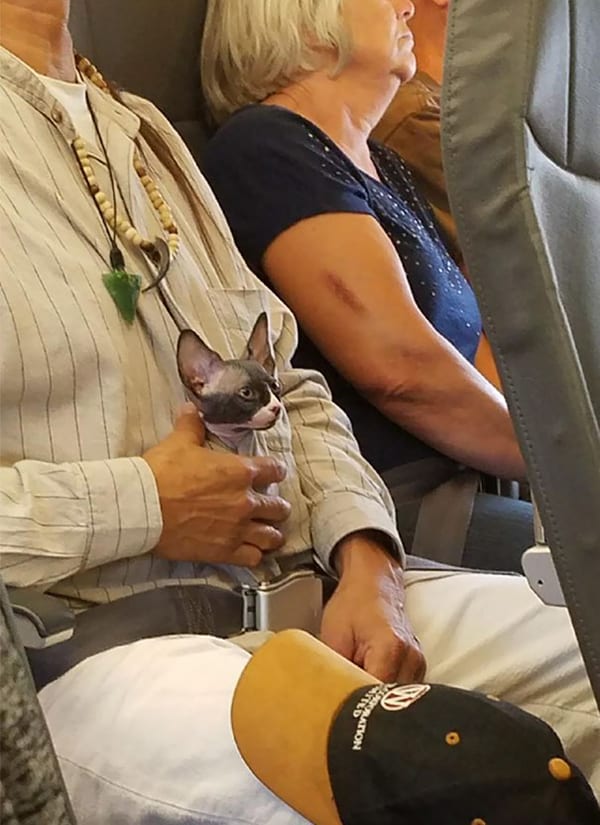 Animals On Flights small cat