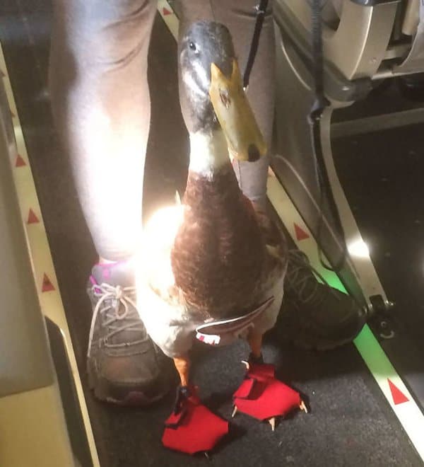 Animals On Flights support duck