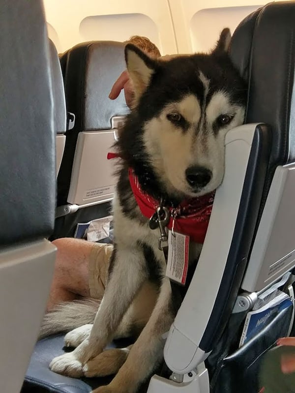 Animals On Flights well behaved flyer