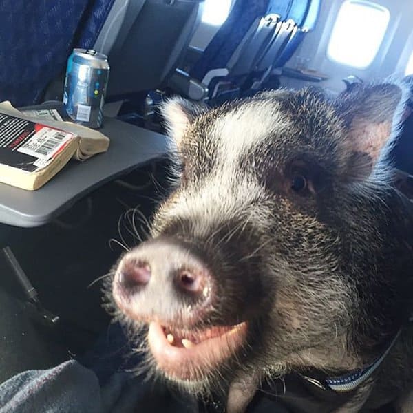 Animals On Flights when pigs fly